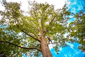 Best Fruit Tree Pruning  in Powder Springs, GA