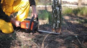 Best Hazardous Tree Removal  in Powder Springs, GA