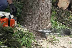How Our Tree Care Process Works  in  Powder Springs, GA