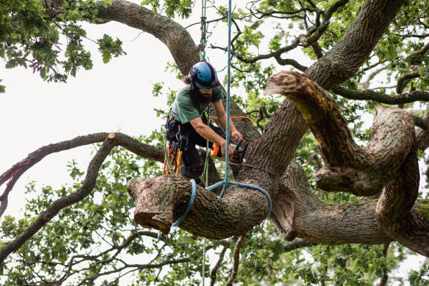  Powder Springs, GA Tree Care Pros