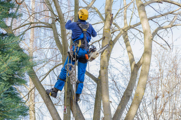 Best Tree Risk Assessment  in Powder Springs, GA