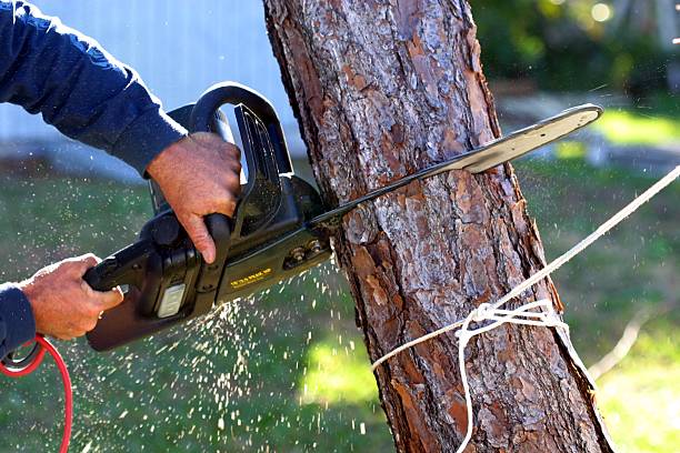 Best Weed Control  in Powder Springs, GA