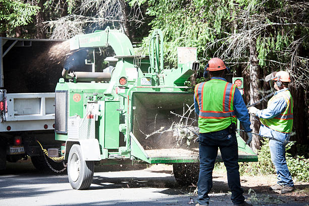 How Our Tree Care Process Works  in  Powder Springs, GA