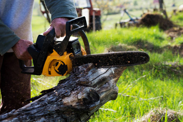 Best Stump Grinding and Removal  in Powder Springs, GA