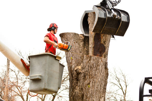 Best Tree Preservation Services  in Powder Springs, GA