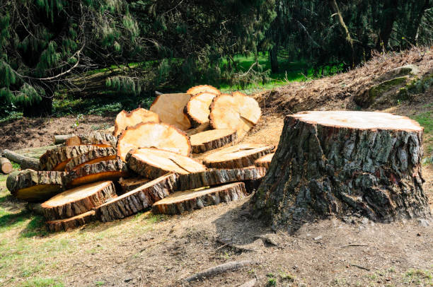 Best Tree Trimming and Pruning  in Powder Springs, GA